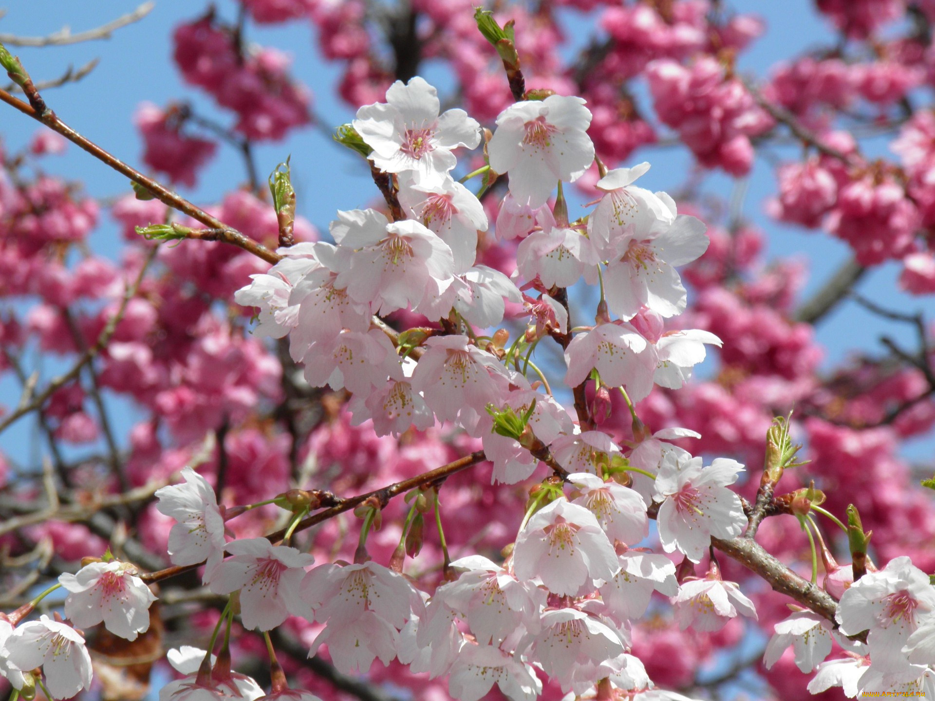 Закачать май. Вишня мелкопильчатая цветение. Вишня мелкопильчатая Аманогава. Мелкопильчатая вишня весной.